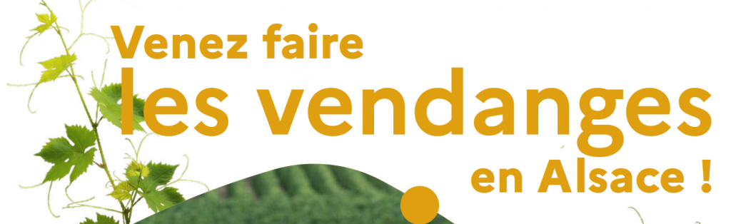 Schirrhein - 🍇 Campagne de recrutement pour les vendanges 2026📢